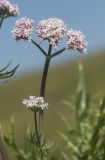 Valeriana colchica