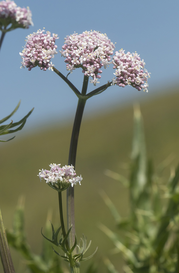 Image of Valeriana colchica specimen.