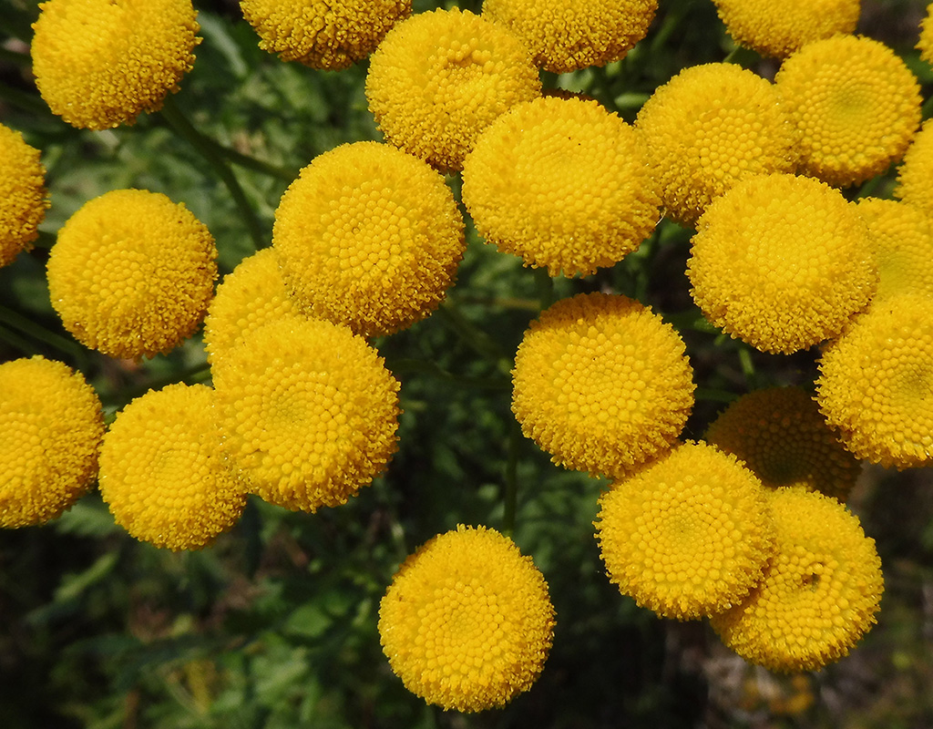 Изображение особи Tanacetum vulgare.