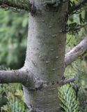 Abies lasiocarpa