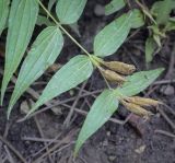 Gentiana asclepiadea. Верхушка плодоносящего побега. Москва, Аптекарский огород, теневой сад, в культуре. 03.09.2021.