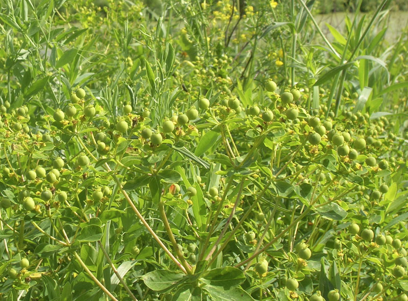 Image of Euphorbia semivillosa specimen.