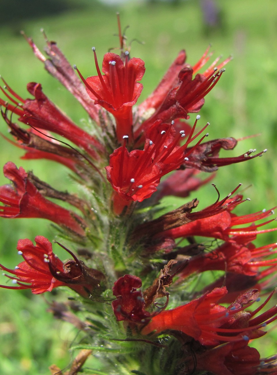 Image of Echium russicum specimen.