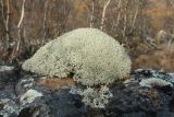 Cladonia arbuscula