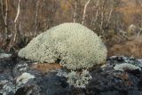 Cladonia arbuscula. Заросли на моховой куртине. Мурманская обл., Кольский р-н, долина р. Юринга ниже моста по дороге на Рыбачий п-ов, большой валун у подошвы склона, травяно-кустарничковый березняк. 23.09.2021.