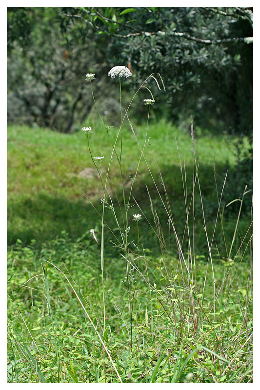 Изображение особи Daucus carota.