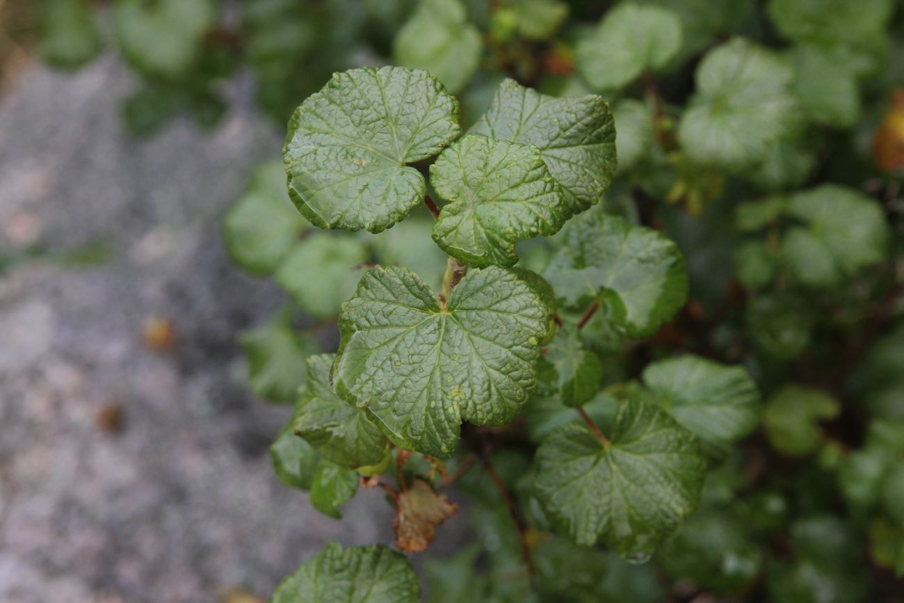 Image of Ribes graveolens specimen.
