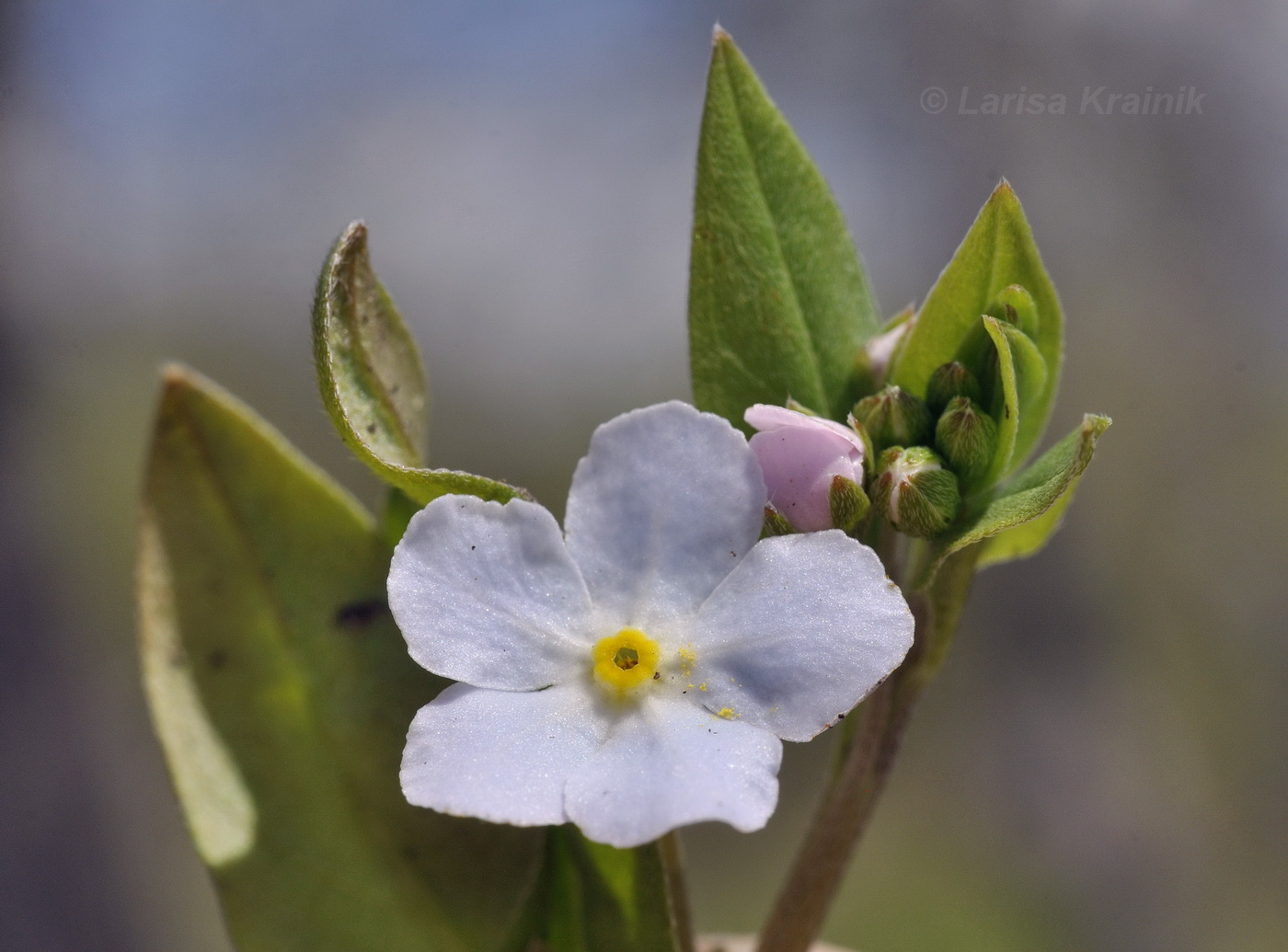 Image of Trigonotis radicans specimen.