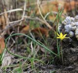 Gagea pauciflora. Цветущее растение. Приморский край, Октябрьский р-н, окр. с. Заречное, гора Сенькина Шапка, на западном склоне у вершины среди разреженных кустарников (Flueggea suffruticosa, Ulmus macrocarpa). 29.04.2022.