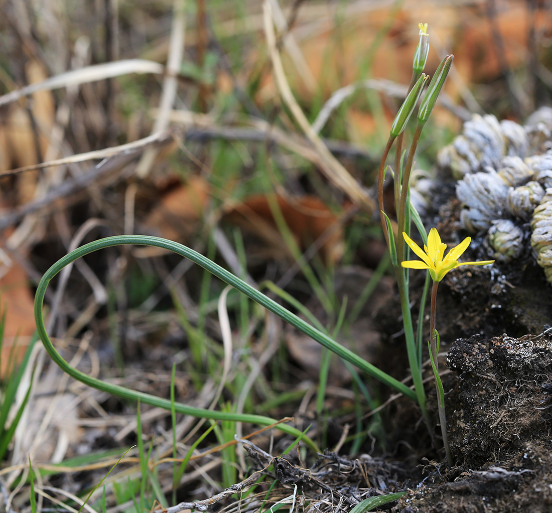 Изображение особи Gagea pauciflora.