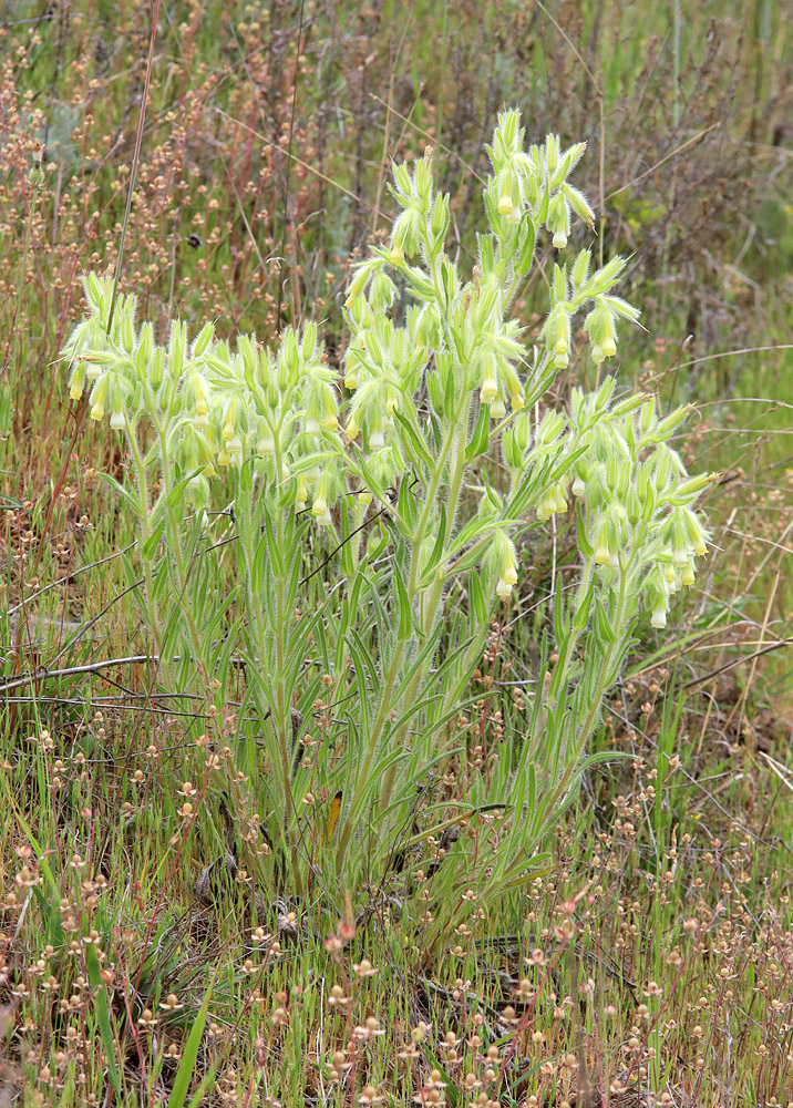 Image of genus Onosma specimen.