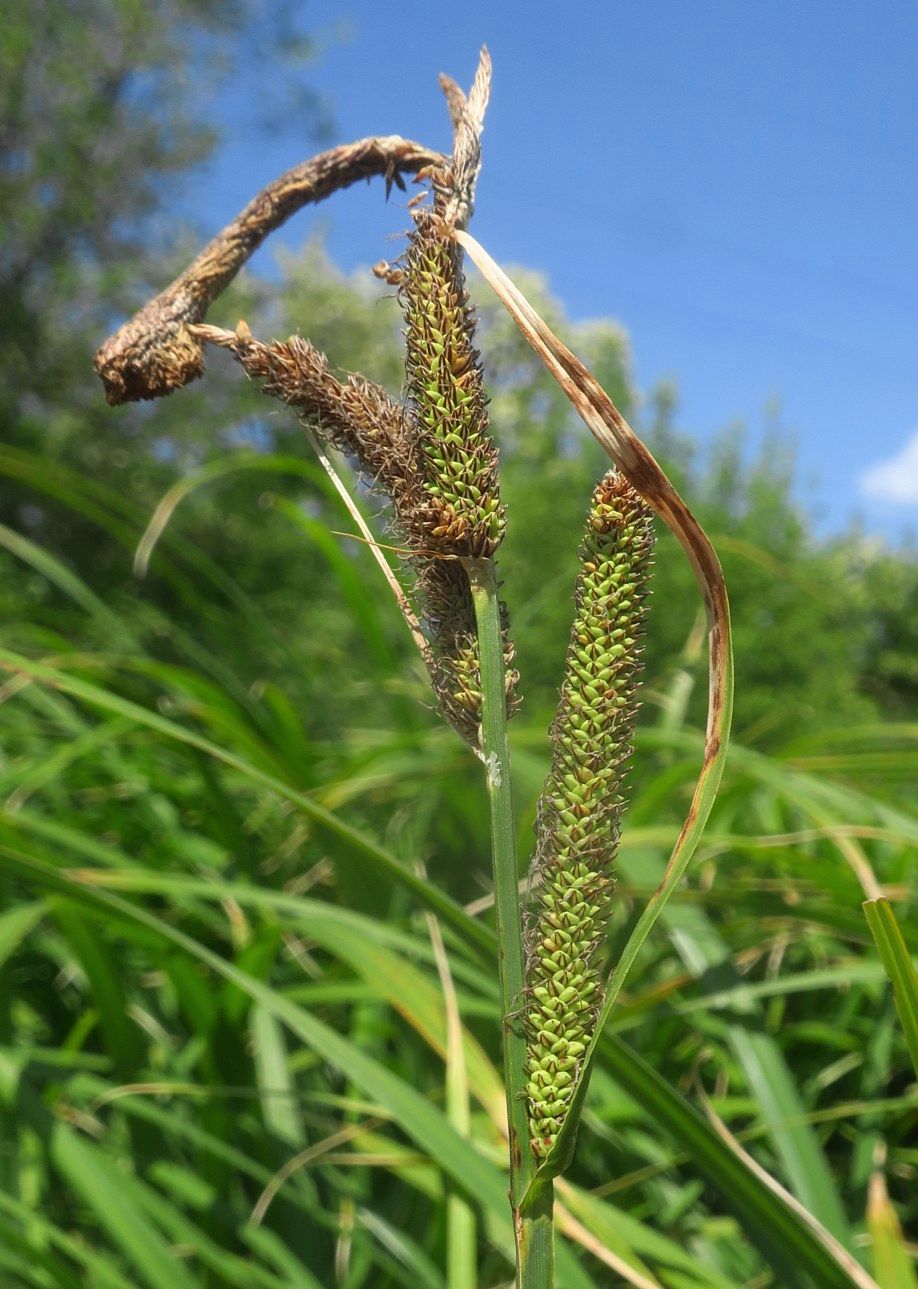 Image of Carex acutiformis specimen.