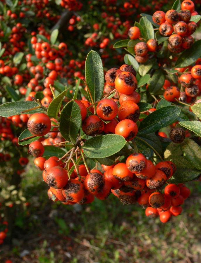 Image of Pyracantha coccinea specimen.