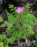 Rosa koreana
