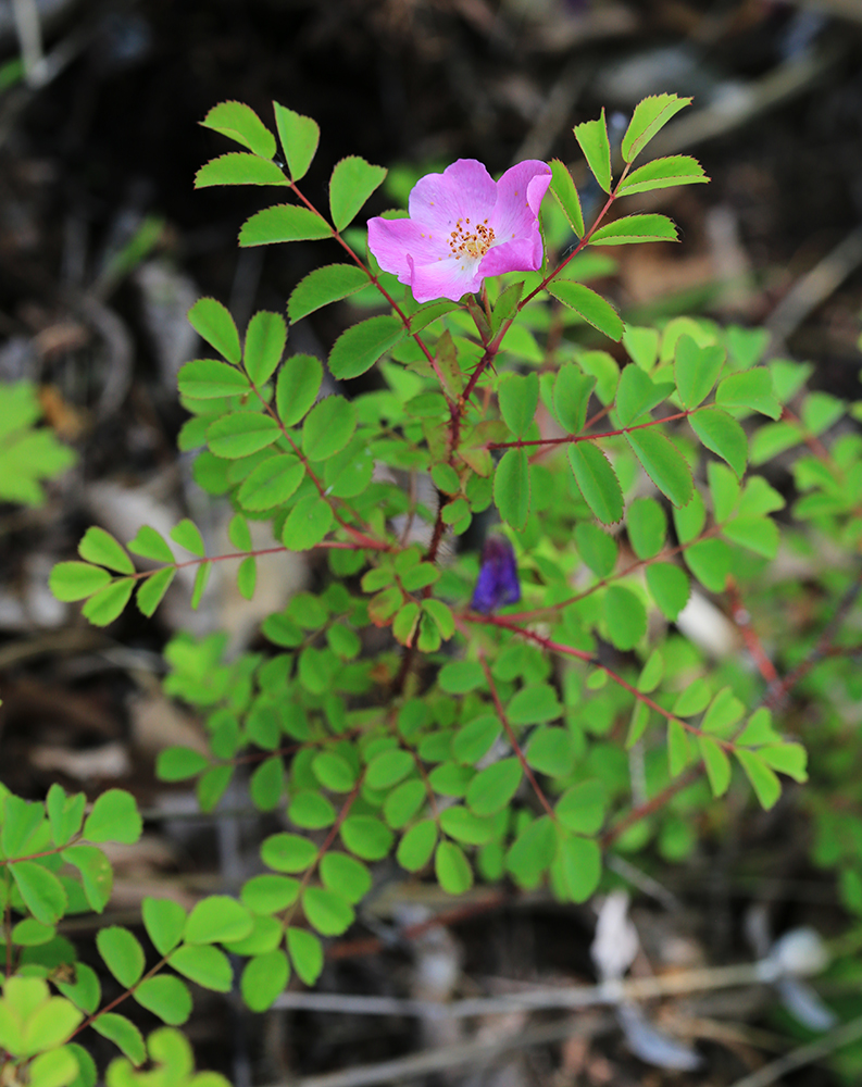 Image of Rosa koreana specimen.