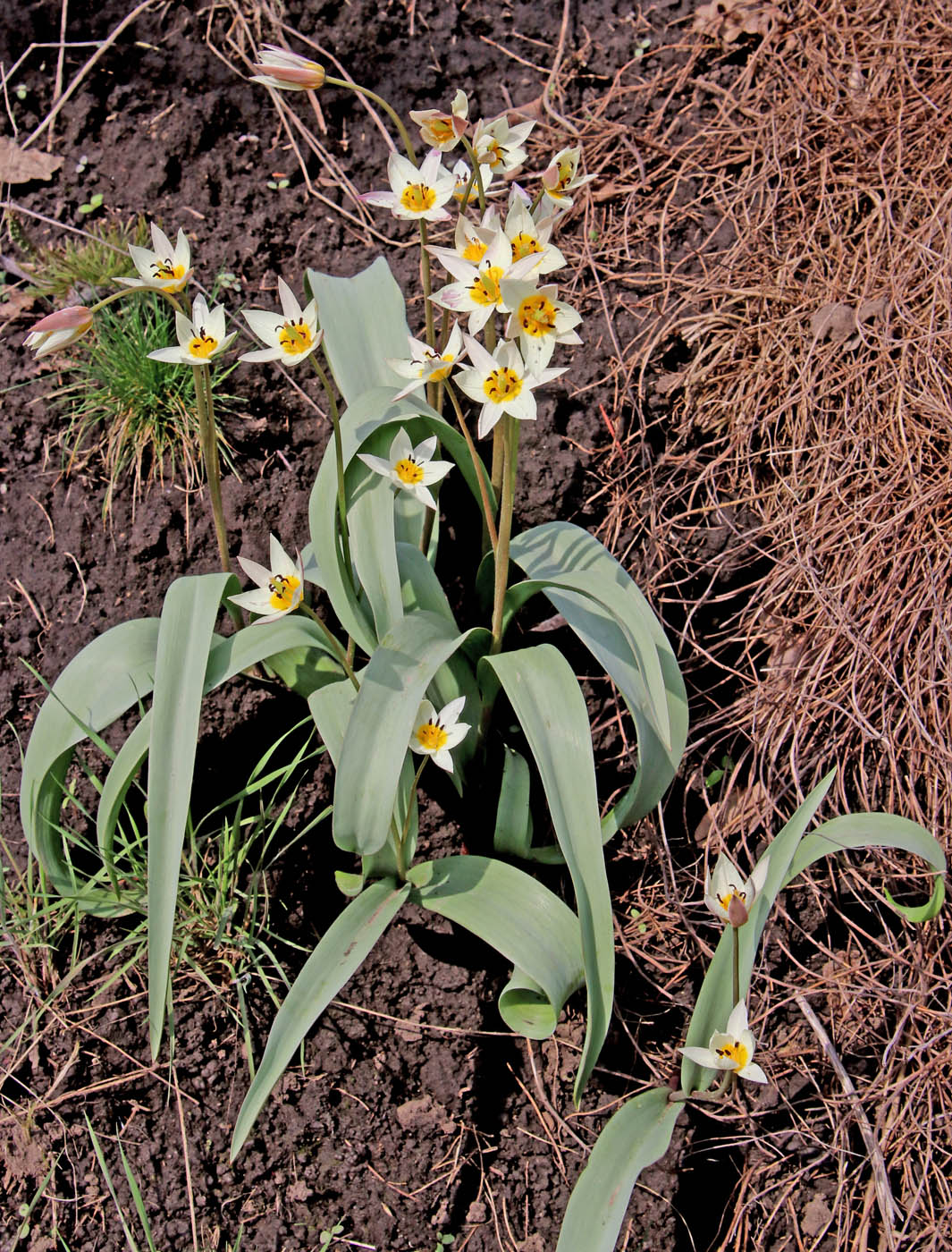 Image of Tulipa bifloriformis specimen.