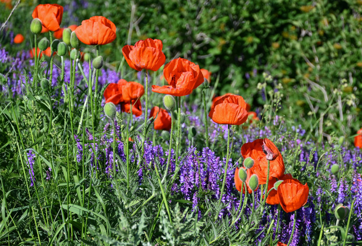 Изображение особи род Papaver.