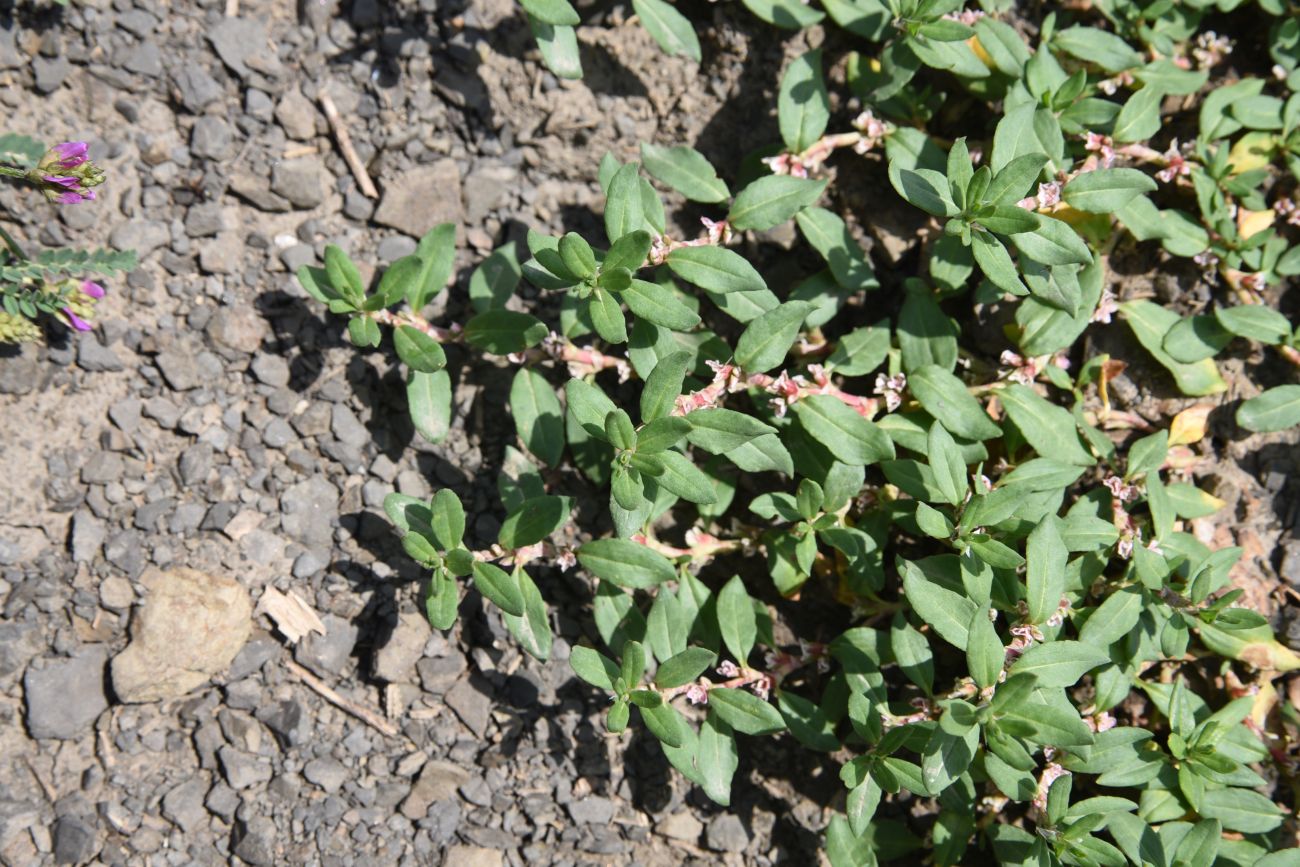 Изображение особи Polygonum alpestre.