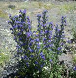 Echium vulgare. Цветущее растение. Республика Дагестан, Ахтынский р-н, с. Гдым, пойма р. Гдымчай, каменисто-песчанный участок. 16.07.2022.