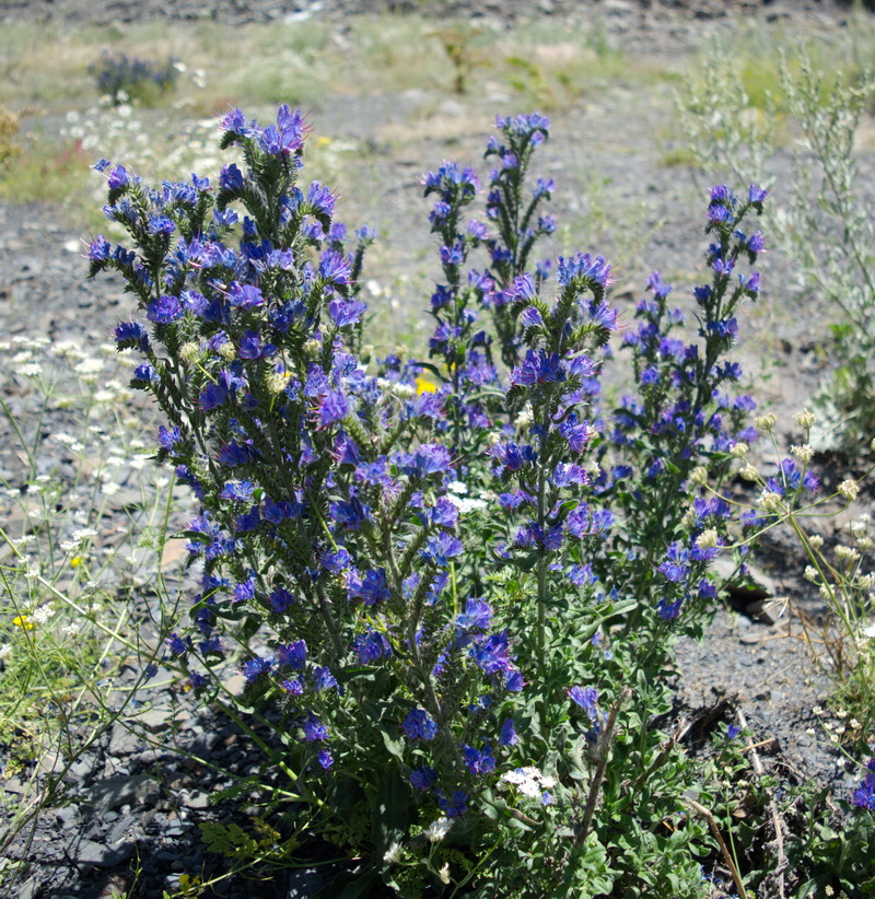 Image of Echium vulgare specimen.