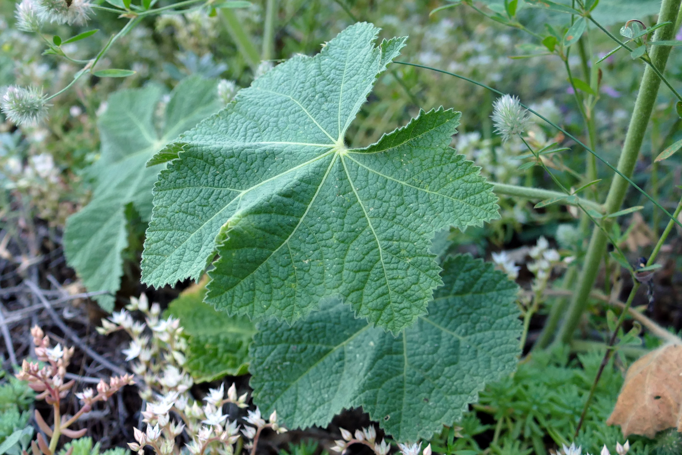 Image of Alcea rugosa specimen.