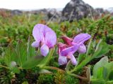 Lathyrus japonicus подвид pubescens. Цветущее растение среди вороники. Кольский п-ов, Восточный Мурман, губа Широкая, прибрежная тундра. 20.07.2009.