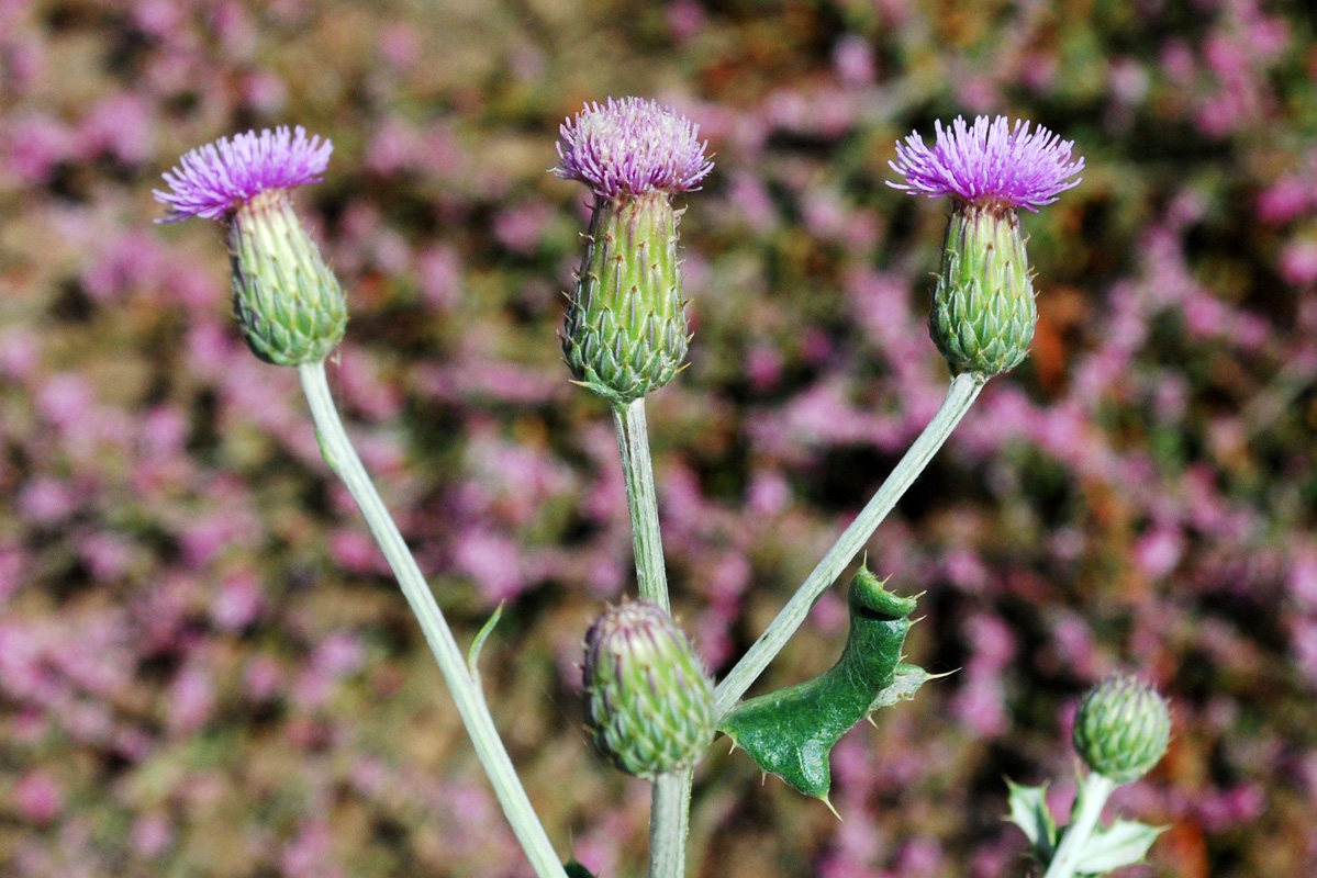 Изображение особи Cirsium ochrolepideum.