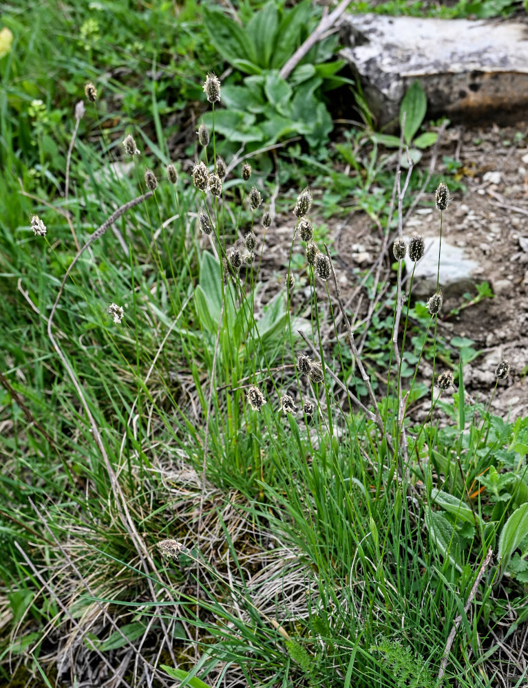 Image of genus Alopecurus specimen.