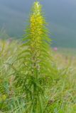 Pedicularis condensata