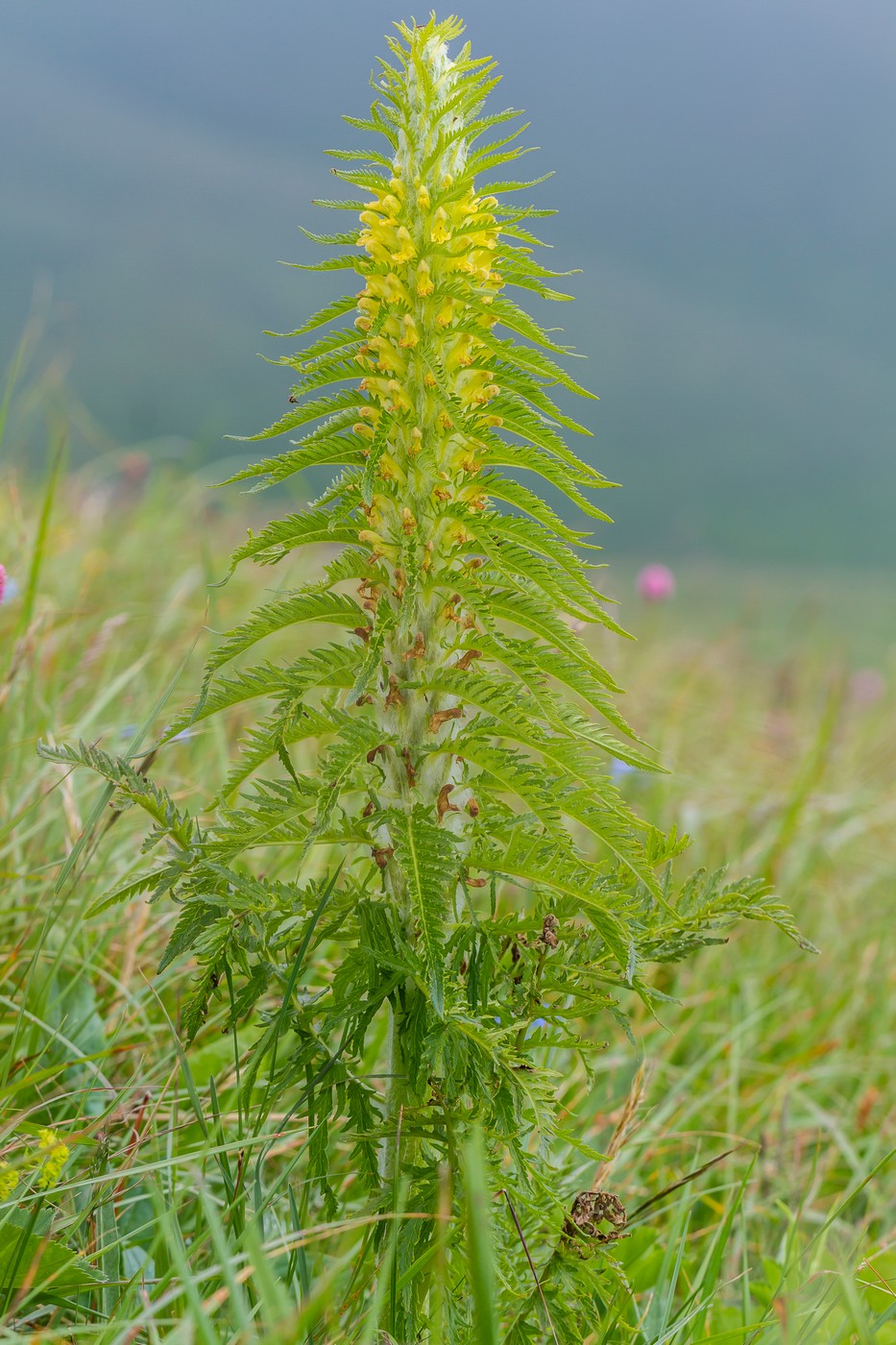 Image of Pedicularis condensata specimen.