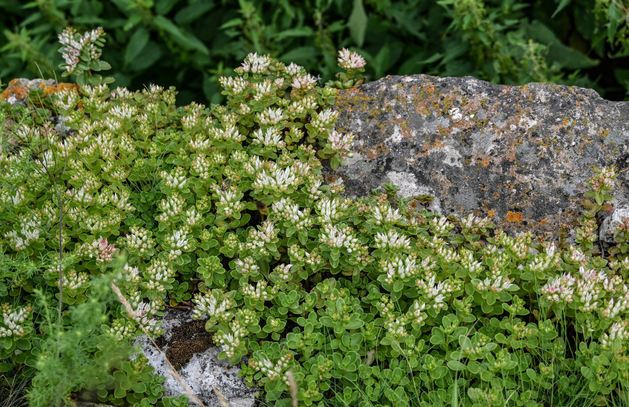 Изображение особи Sedum oppositifolium.