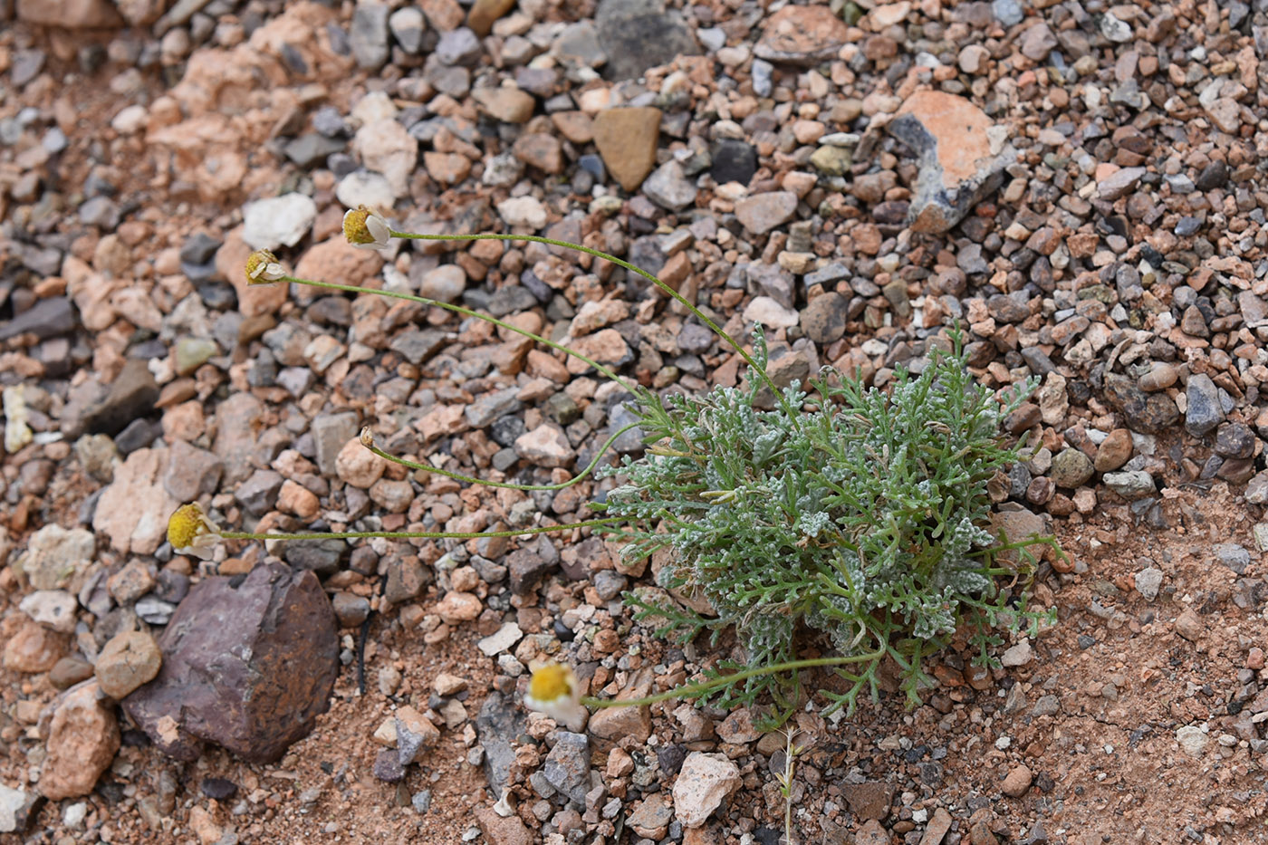 Image of Richteria semenovii specimen.