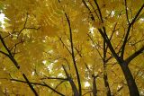 Juglans mandshurica