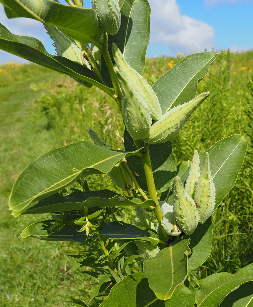 Изображение особи Asclepias syriaca.