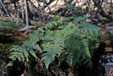 Dryopteris carthusiana