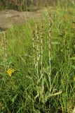 Omalotheca norvegica. Плодоносящее растение. Мурманская обл., Кольский р-н, дорога на Рыбачий п-ов у моста через р. Юринга, разнотравно-злаковая лужайка на обочине дороги. 02.08.2022.