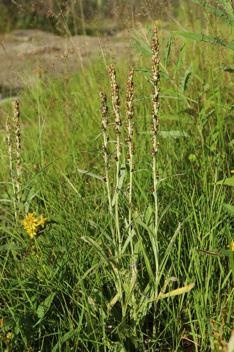 Изображение особи Omalotheca norvegica.