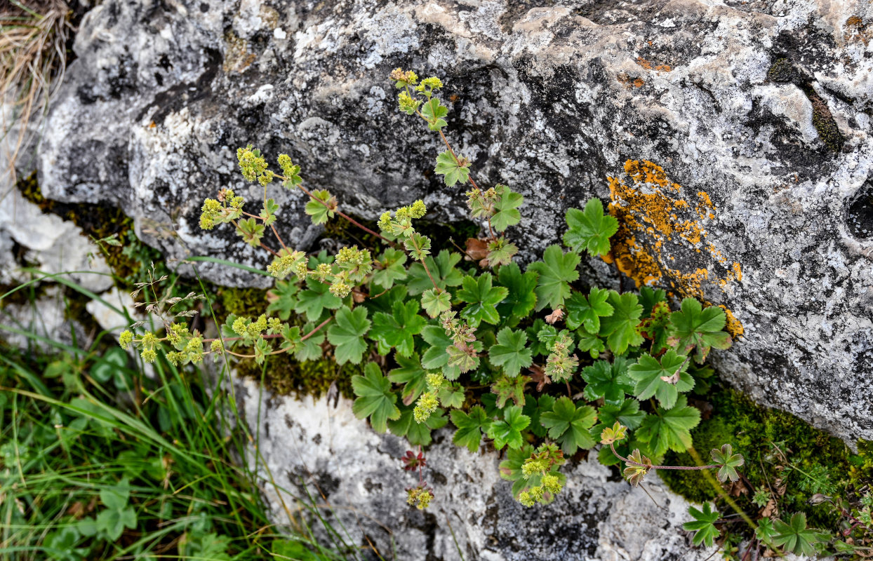 Image of genus Alchemilla specimen.