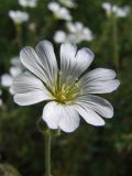 Cerastium arvense