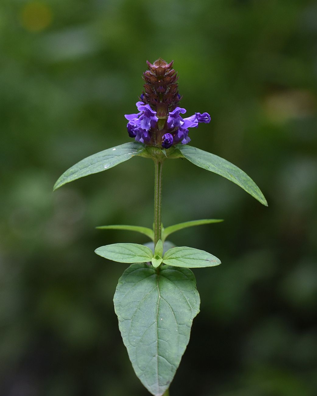 Image of Prunella vulgaris specimen.