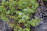 Juniperus sibirica