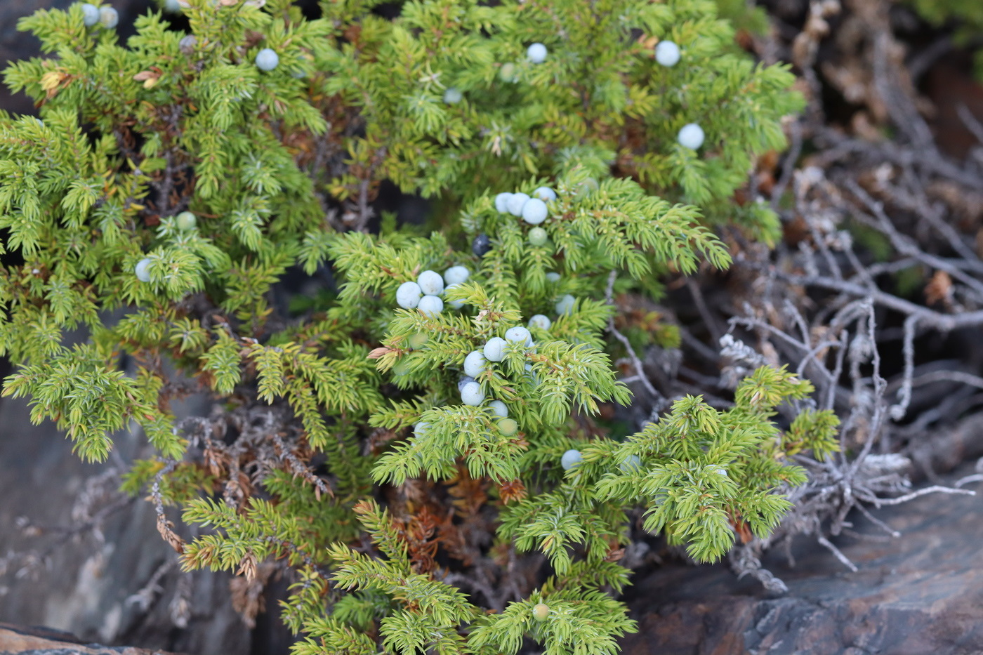 Изображение особи Juniperus sibirica.