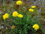 Taraxacum printzii