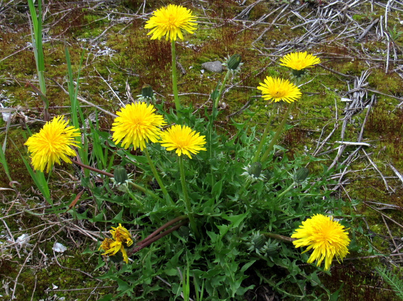 Изображение особи Taraxacum printzii.