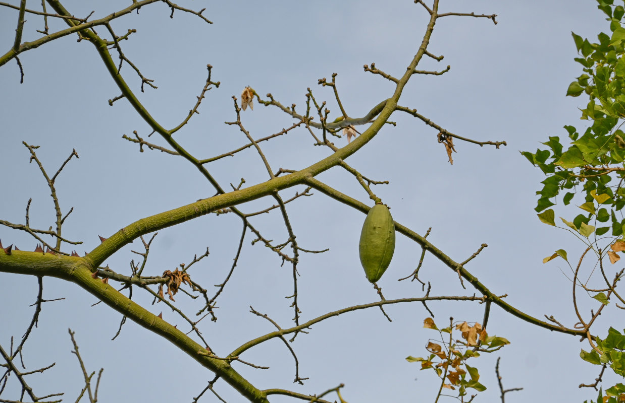 Image of Ceiba speciosa specimen.