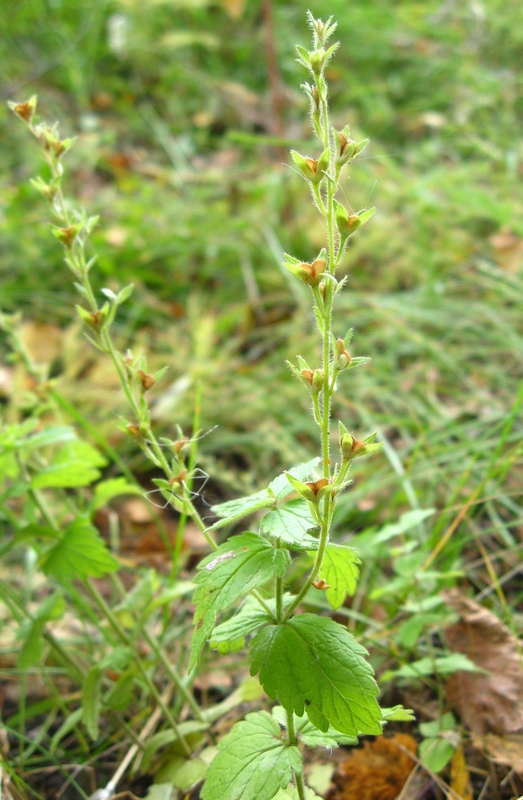 Image of Veronica chamaedrys specimen.