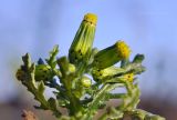 Senecio vulgaris. Верхушка растения с развивающимися соцветиями-корзинками. Приморский край, Шкотовский р-н, пос. Подъяпольск, сорное на огороде. 22.10.2022.