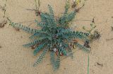 Astragalus longipetalus. Плодоносящее растение. Дагестан, Кумторкалинский р-н, бархан Сарыкум, склон бархана. 30.04.2022.
