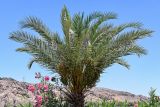 Phoenix dactylifera