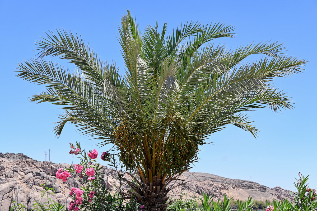 Image of Phoenix dactylifera specimen.